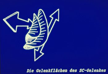 1-67-Gelenkflaechen_SC-Gelenk.jpg